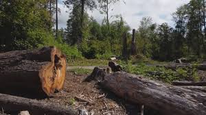 Best Tree and Shrub Care  in Bazon, CA