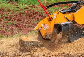 Best Fruit Tree Pruning  in Bazon, CA