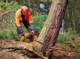 Best Tree Health Inspection  in Bazon, CA
