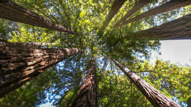 How Our Tree Care Process Works  in  Cabazon, CA