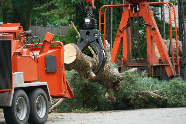 Best Tree Mulching  in Bazon, CA